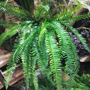 Real Touch Artificial Boston Fern Trailing Vine Foliage 15 Leaves 70CM