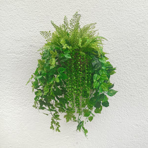 Evergreen Hanging Plants Arrangement·Mixed Ivy Lush Hanging Basket