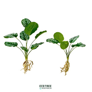 Super-Real Artificial Calathea Orbifolia Prayer's Philo Plant with Roots