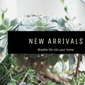 New Arrivals