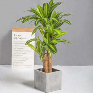 Premium Quality Lifelike Dracaena Artificial Happy Plant 130cm 3 Trunk