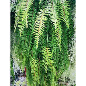 XL Long Trailing Boston Fern/Lifelike Hanging Vine/120cm