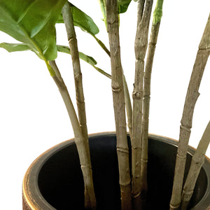 100 Leaves Lush Evergreen Fiddle Fig Tree 140CM