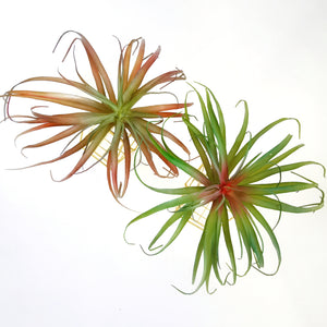 Premium Artificial AirPlant-Slim Green/Blush Tillandsia Large- Real-touch Succulents