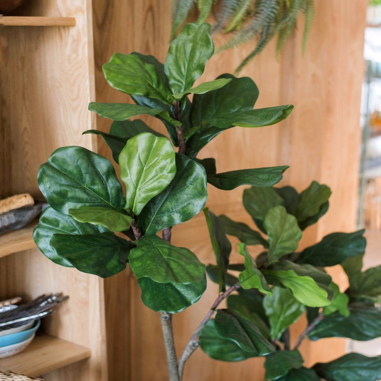 best faux fiddle leaf fig tree australia Lifelike Premium Artificial Fiddle Fig Tree - Single Trunk 180cm – ECOTREE AU