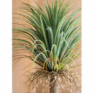 Lifelike Artificial Giant Beaked Yucca/Grass Tree - 3 Trunks 210cm