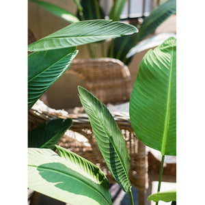 Evergreen Tropical Travellers Palm 180cm/120cm