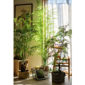 Real-touch Premium Artificial New Zealand Fern Tree·Silver Fern Plant 180cm