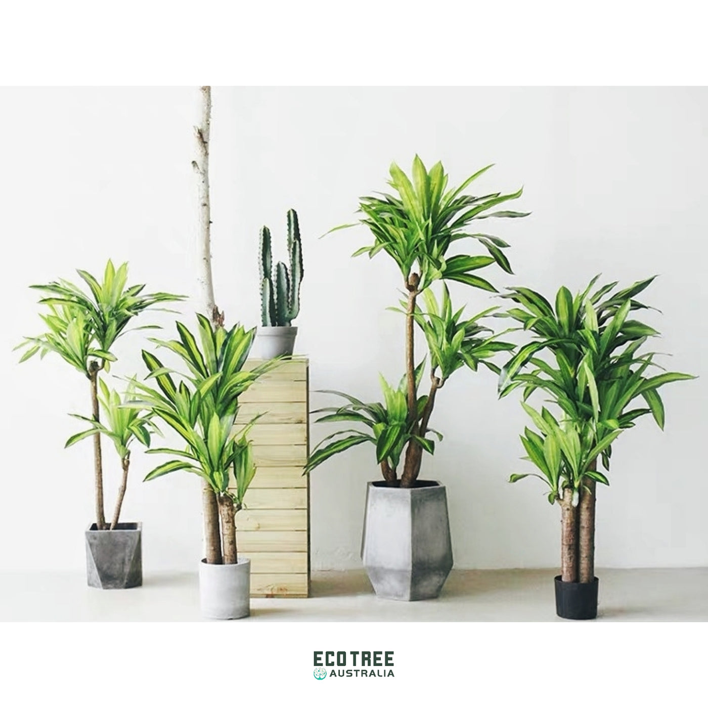 dracaena australia Premium Quality Lifelike Dracaena Artificial Happy Plant 130cm 3 Trunk | Ecotree AU – ECOTREE AU