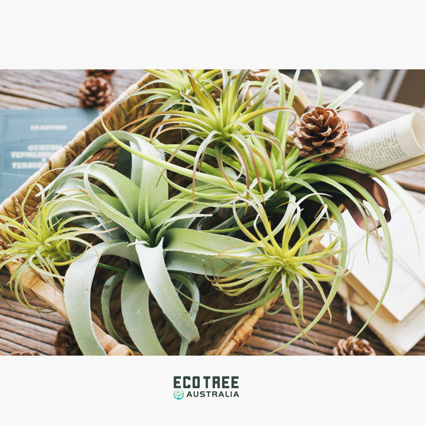 air plants australia Elegant AirPlant-Premium Artificial Succulents-Frosty Green Tillandsia – ECOTREE AU