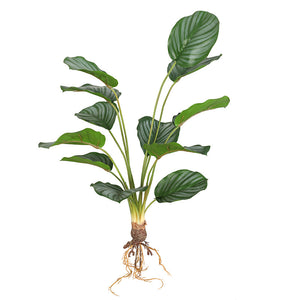 Super-Real Artificial Calathea Orbifolia Prayer's Philo Plant with Roots