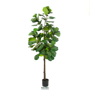 Lifelike Premium Artificial Fiddle Fig Tree - Single Trunk 180cm