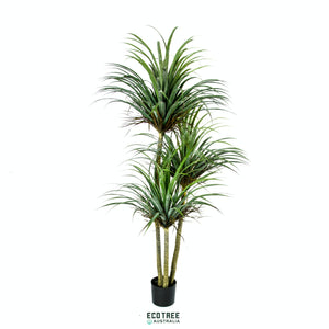 Lifelike Artificial Giant Beaked Yucca/Grass Tree - 3 Trunks 210cm