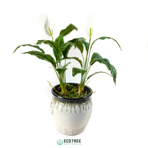 Super-Real Artificial Peace Lily Spathiphyllum Plant with Flower and Roots 55cm