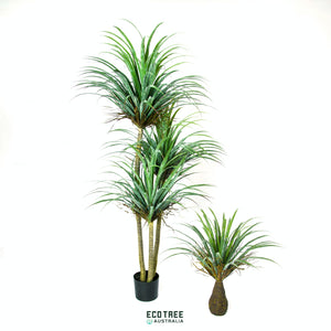 Lifelike Artificial Giant Beaked Yucca/Grass Tree - 3 Trunks 210cm