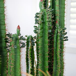 Interior landscaping Package C · Interior Garden · Desert Cactus