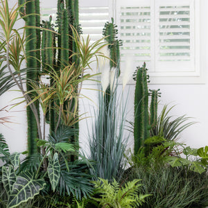 Interior landscaping Package C · Interior Garden · Desert Cactus