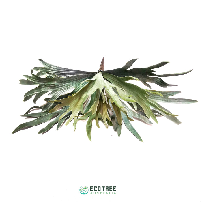 Lifelike Staghorn Fern·Artistic Tabletop·Hanging Plant