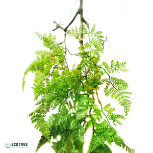 Asparagus Lace Fern Green/Lifelike Trailing Hanging Vine Foliage 90cm