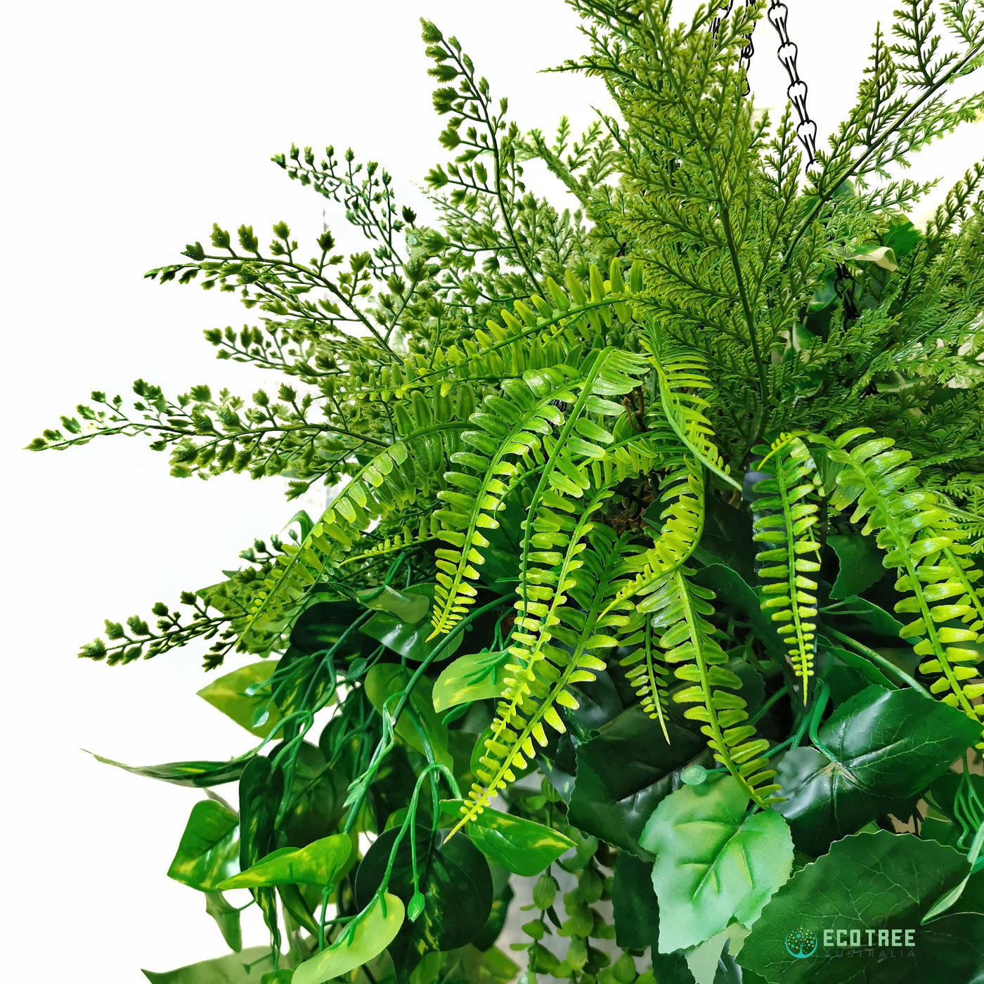 evergreen hanging plants outdoor Evergreen Hanging Plants Arrangement·Mixed Ivy Lush Hanging Basket – ECOTREE AU