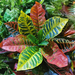 Lifelike Premium Artificial Rainbow Banyan Leaf Croton Plant-105cm