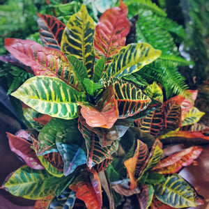 Lifelike Premium Artificial Rainbow Banyan Leaf Croton Plant-105cm