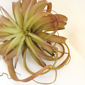 Elegant AirPlant-Artificial Succulents-Blushing Tillandsia XL (H30 x W35)