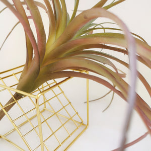 Premium Artificial AirPlant-Slim Green/Blush Tillandsia Large- Real-touch Succulents