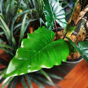 Lifelike Artificial Rainbow Elephant Ears Taro Leaf Plant 130cm