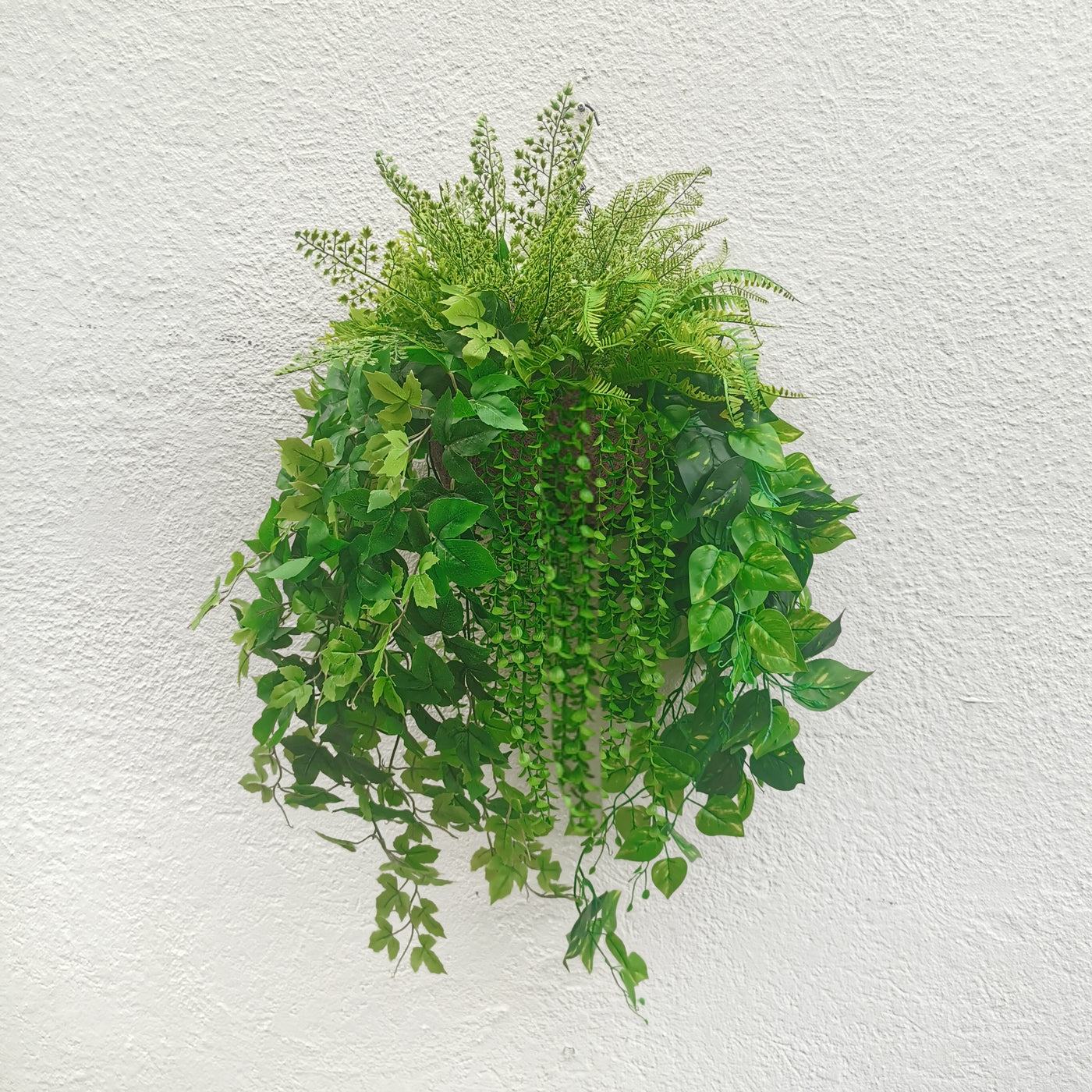 evergreen full sun hanging plants Evergreen Hanging Plants Arrangement·Mixed Ivy Lush Hanging Basket – ECOTREE AU