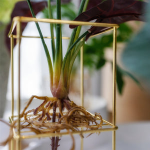 Designer Choice•Plant & Pot Set B-Elite-Palm & Happy Plant with Extra 6 Tabletop•Hanging Plants
