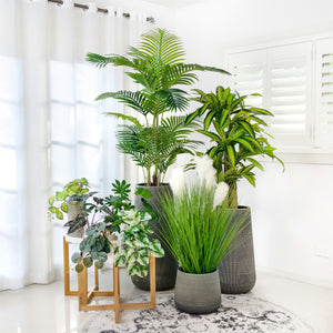 Designer Choice•Plant & Pot Set B-Elite-Palm & Happy Plant with Extra 6 Tabletop•Hanging Plants