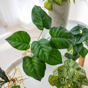 Designer Choice·Plant & Pot Set A - Classic-Fiddle & Monstera with Extra 6 Tabletop·Hanging Plants
