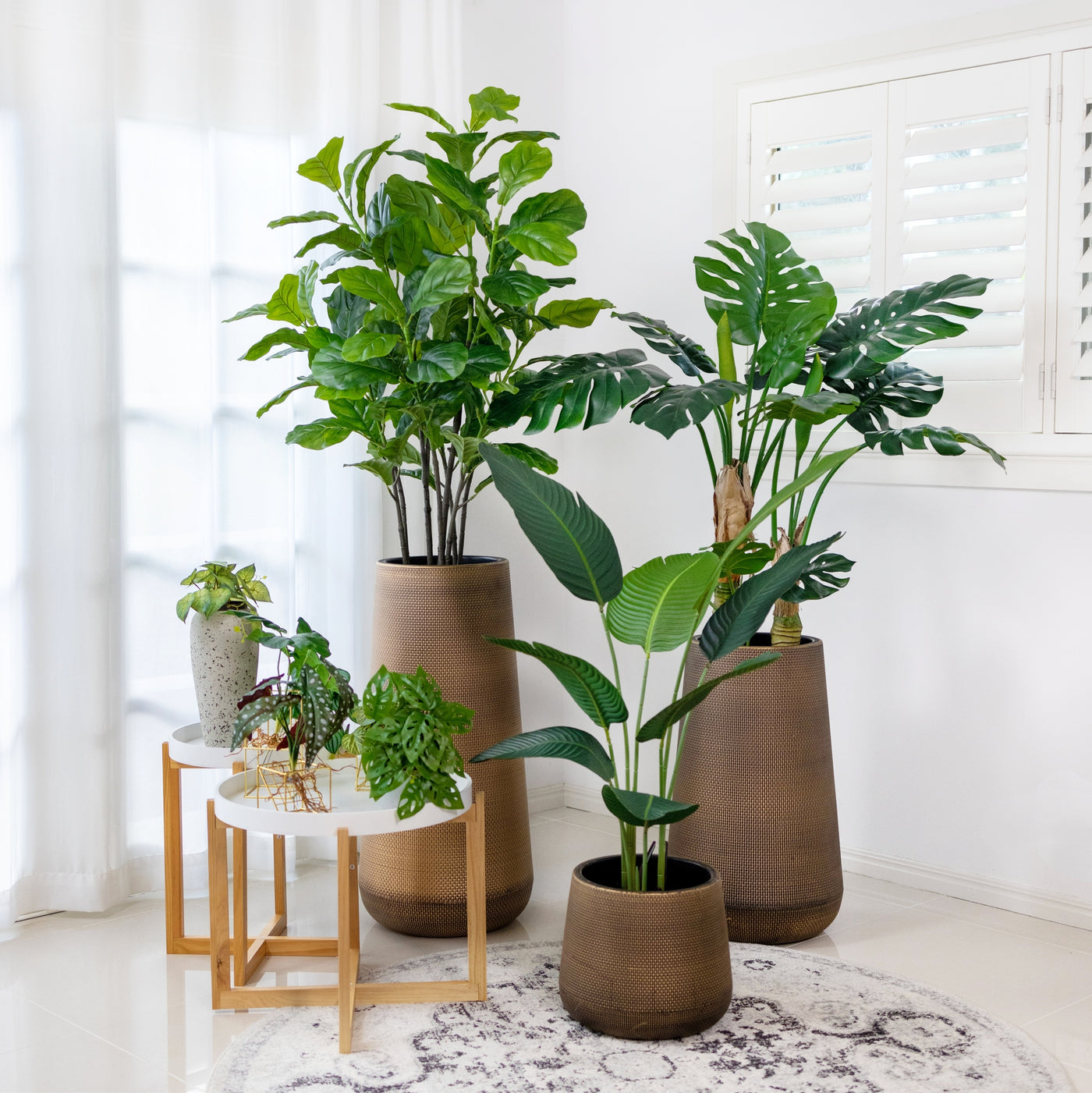 indoor plant pots au Designer Choice·Plant & Pot Set A - Classic-Fiddle & Monstera with Ext – ECOTREE AU