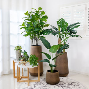 Designer Choice·Plant & Pot Set A - Classic-Fiddle & Monstera with Extra 6 Tabletop·Hanging Plants