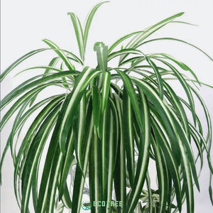 2*PCS Artificial Silk Spider Plants·Chlorophytum Hanging Plants Vines 70cm