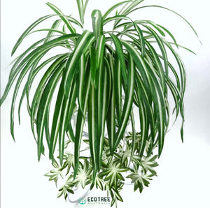 2*PCS Artificial Silk Spider Plants·Chlorophytum Hanging Plants Vines 70cm