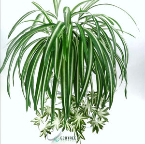 artificial spider plant 2*PCS Artificial Silk Spider Plants·Chlorophytum Hanging Plants Vines – ECOTREE AU