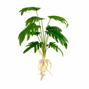 Super-Real Artificial Philodendron Xanadu Plant with Roots