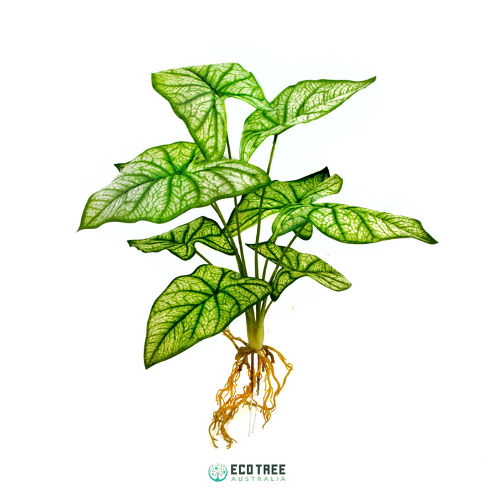 Super-Real Artificial Velener Green Leaf Plant·Syngonium (Heart-of-Jesus) Plant with Roots