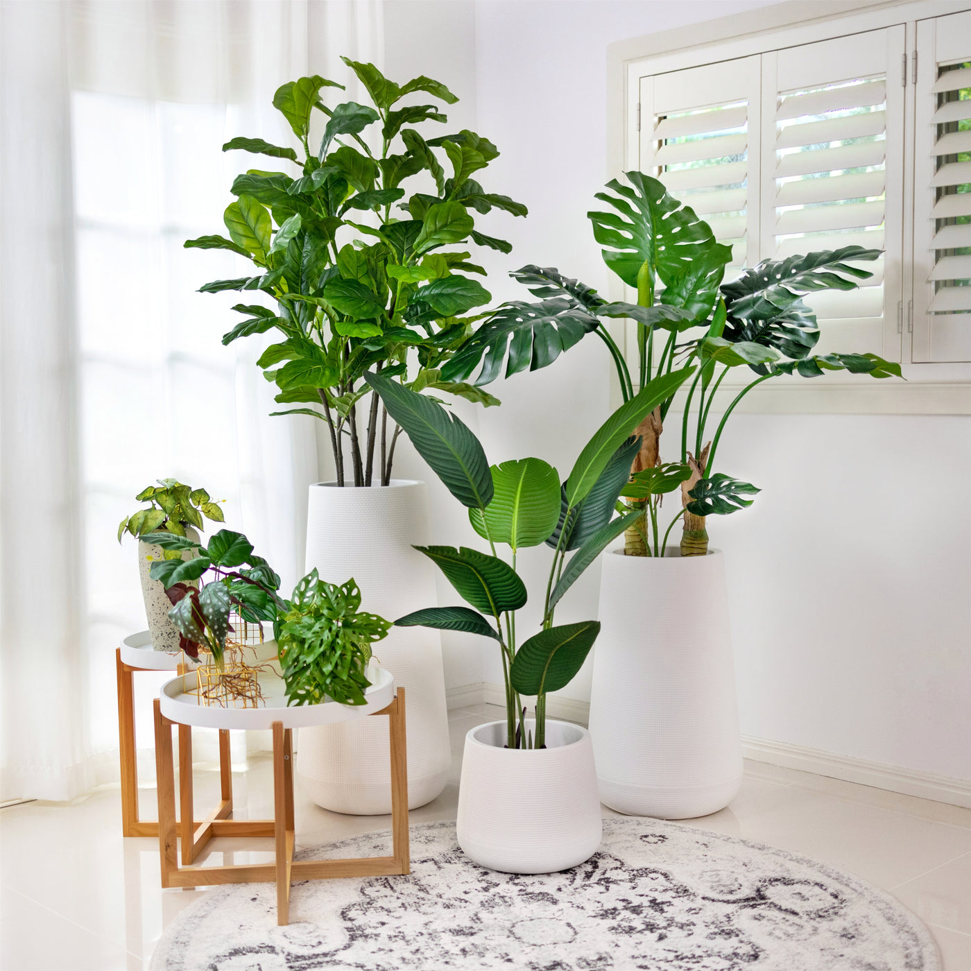 monstera plant pot Designer Choice·Plant & Pot Set A - Classic-Fiddle & Monstera with Ext – ECOTREE AU
