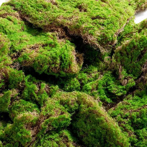 Evergreen Moss·Lifelike Artificial Bryophytes Moss Grass Mat· Interior Landscaping Feature Decoration 100*100cm