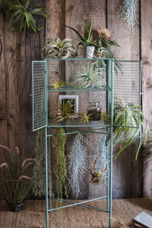 Elegant AirPlant-Artificial Succulents-Blushing Tillandsia XL (H30 x W35)