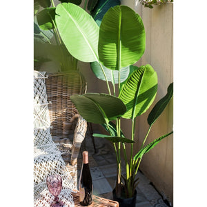 Evergreen Tropical Travellers Palm 180cm/120cm