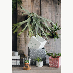 Lifelike Staghorn Fern·Artistic Tabletop·Hanging Plant