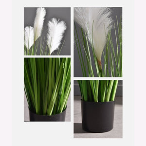 180CM Lovely Pampas Reed Grass Plant-Pure Green