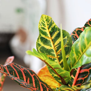 Lifelike Premium Artificial Rainbow Banyan Leaf Croton Plant-105cm