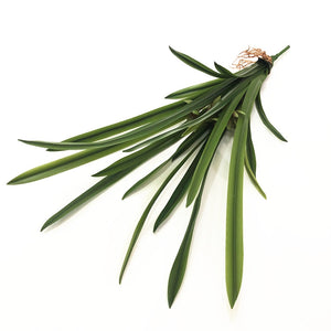 2*PCS Real-Touch Cymbidium Orchid Leaves· Lifelike Boat Orchid Leaves·Tabletop Decor Plant 40cm