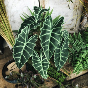 Lifelike Tabletop Kris Plant ·Sander's Alocasia Plant-7 Leaves 60CM